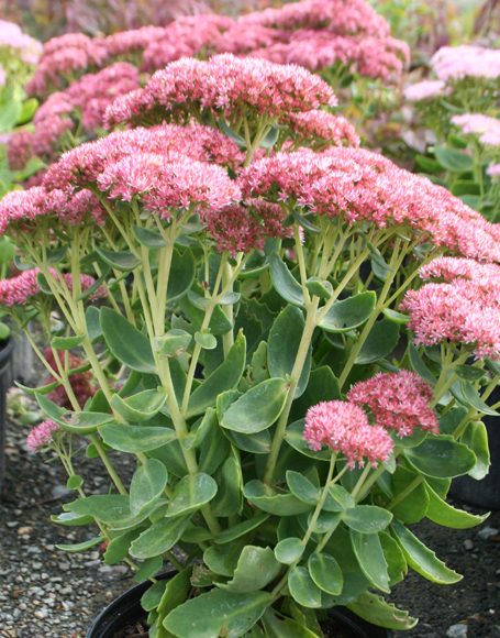 Sedum spectabile ‘Brilliant’ - Moon Nurseries