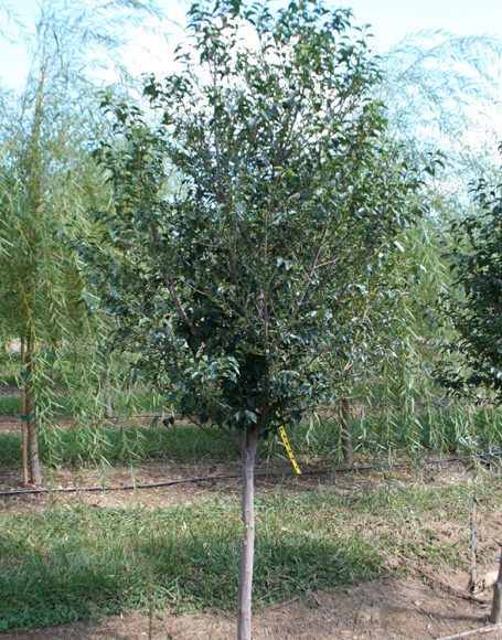Styrax japonicus ‘Snowcone’ - Moon Nurseries