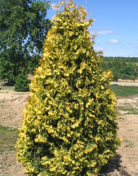 Thuja occidentalis ‘Aurea’ - Moon Nurseries