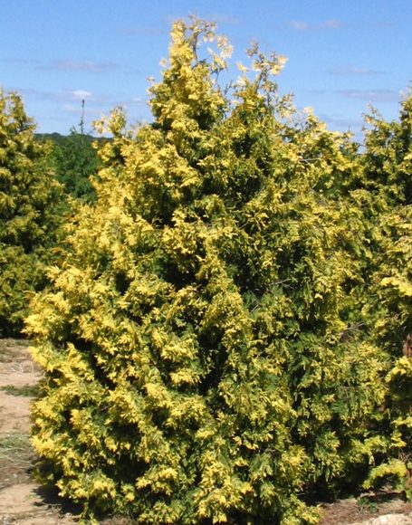 Thuja occidentalis ‘Aurea’ - Moon Nurseries