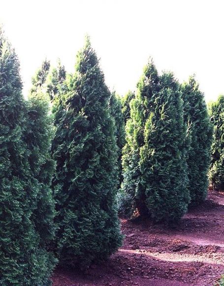 Thuja occidentalis ‘Nigra’ - Moon Nurseries