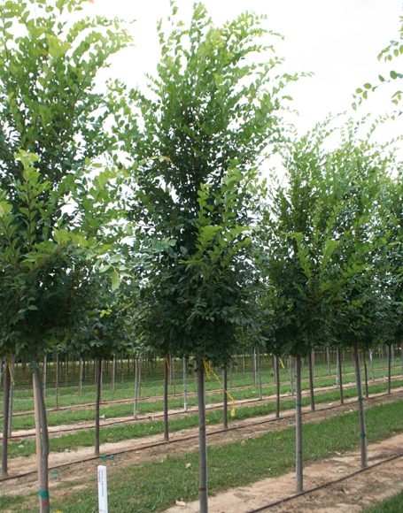 Ulmus parvifolia ‘Dynasty’ - Moon Nurseries