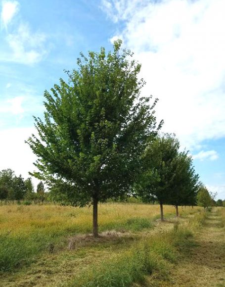 Ulmus americana ‘Princeton’ - Moon Nurseries