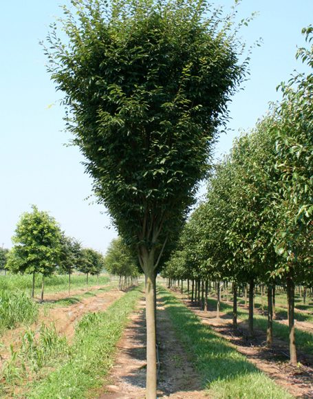 Zelkova serrata ‘Musashino’ - Moon Nurseries