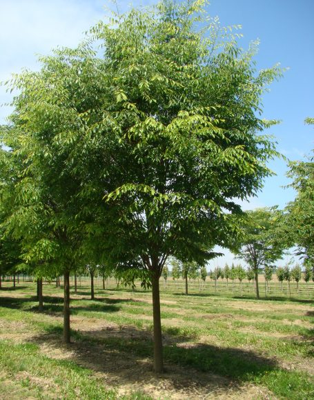 Zelkova serrata ‘Green Vase’ - Moon Nurseries