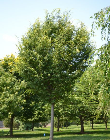 Zelkova Serrata Green Vase Moon Nurseries