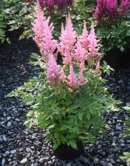 Astilbe chinensis ‘Visions in Pink’ - Moon Nurseries