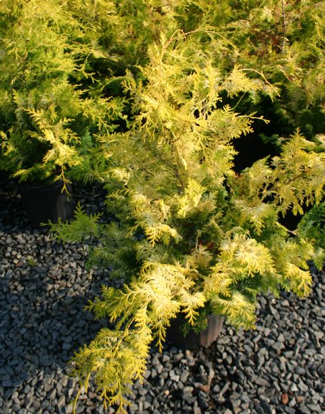 Chamaecyparis obtusa ‘Crippsii’ - Moon Nurseries