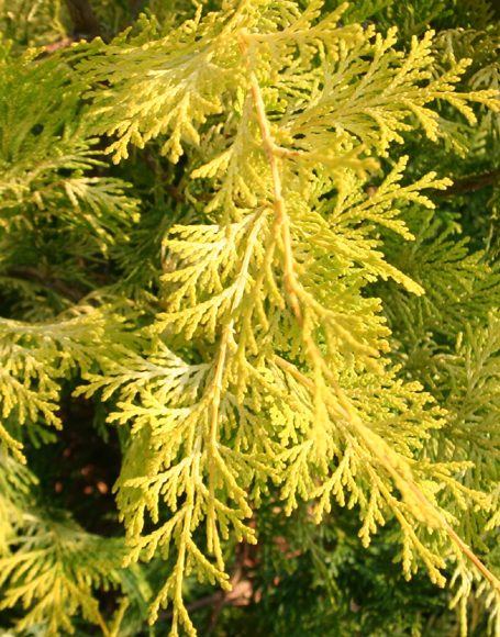 Chamaecyparis obtusa ‘Crippsii’ - Moon Nurseries