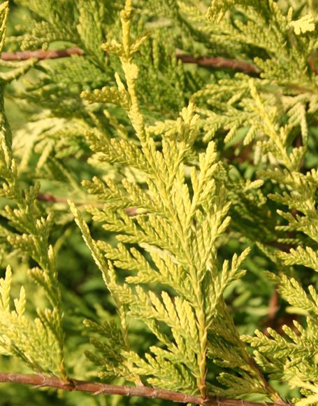 Chamaecyparis pisifera ‘Filifera Aurea’ - Moon Nurseries