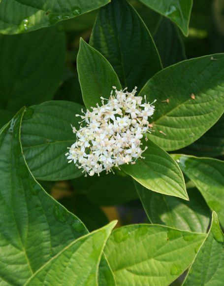 Cornus sericea ‘Bud's Yellow’ - Moon Nurseries