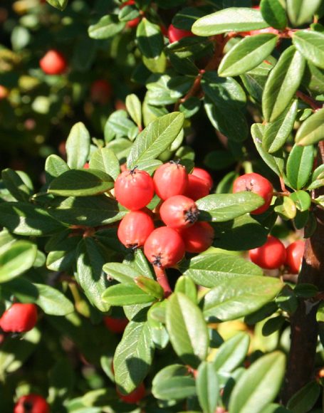 Cotoneaster dammeri ‘Royal Beauty’ - Moon Nurseries