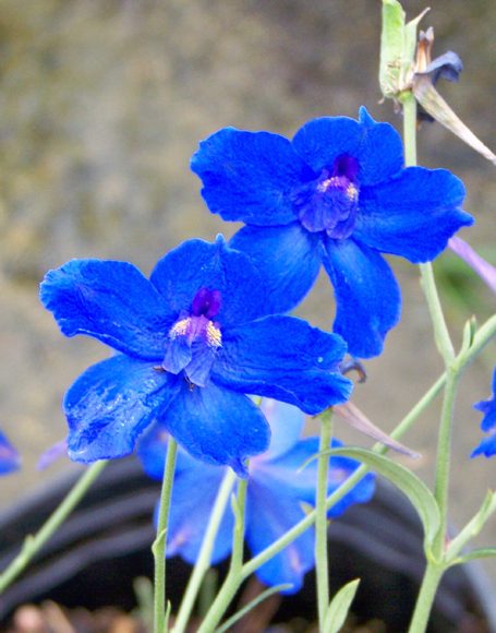 Delphinium grandiflorum 'Blue Butterfly' - Moon Nurseries