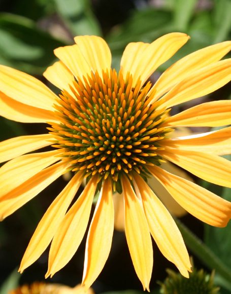 Echinacea purpurea ‘Harvest Moon’ - Moon Nurseries