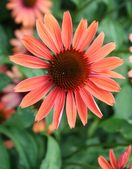 Echinacea purpurea ‘Sundown’ - Moon Nurseries