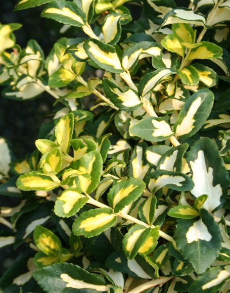 Euonymus fortunei ‘Moonshadow’ - Moon Nurseries