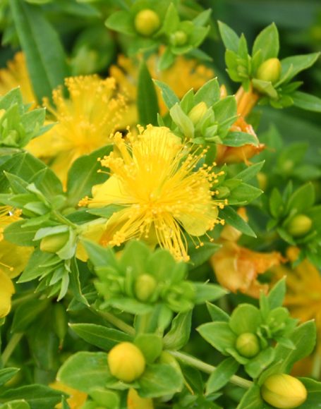 Hypericum kalmianum ‘Ames’ - Moon Nurseries