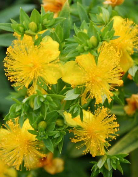 Hypericum kalmianum ‘Ames’ - Moon Nurseries