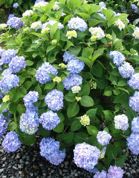 Hydrangea macrophylla ‘All Summer Beauty’ - Moon Nurseries