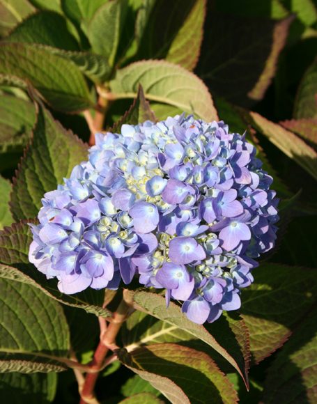 Hydrangea macrophylla ‘Bailmer (Endless Summer) - Moon Nurseries