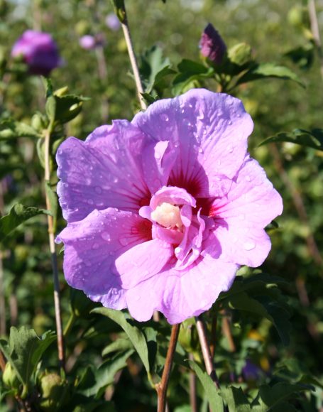 Hibiscus syriacus ‘Lavender Chiffon’ - Moon Nurseries