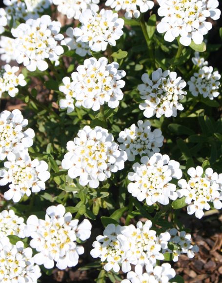 Iberis sempervirens ‘Snowflake’ - Moon Nurseries