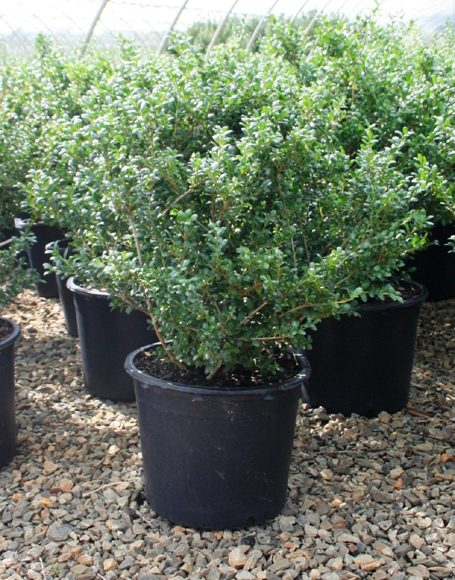 Ilex crenata ‘Hetzii’ - Moon Nurseries