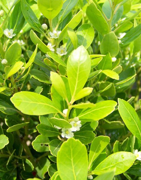 Ilex glabra compacta ‘F & F’ - Moon Nurseries