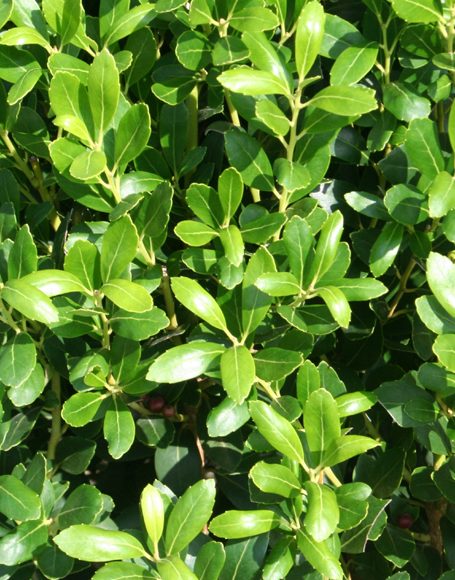 Ilex glabra compacta ‘F & F’ - Moon Nurseries