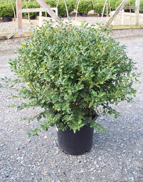 Ilex x meserveae ‘Mesog (China Girl)’ - Moon Nurseries