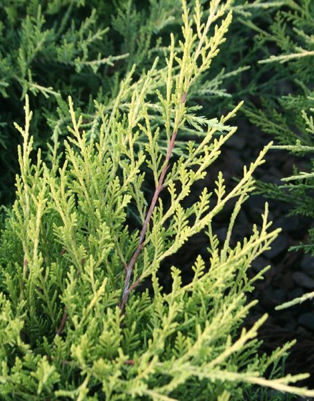 Juniperus chinensis ‘Old Gold’ - Moon Nurseries