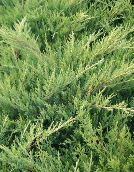 Juniperus chinensis ‘Old Gold’ - Moon Nurseries