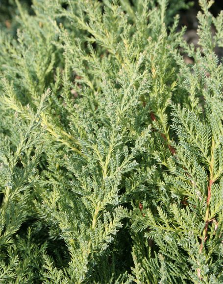 Juniperus chinensis ‘Pfitzeriana Nick's Compacta’ - Moon Nurseries