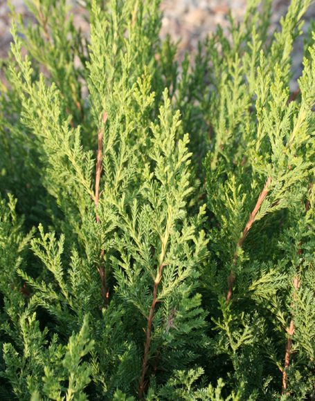 Juniperus chinensis ‘Sea Green’ - Moon Nurseries