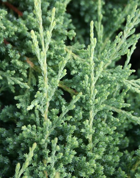 Juniperus chinensis ‘Sargentii’ - Moon Nurseries