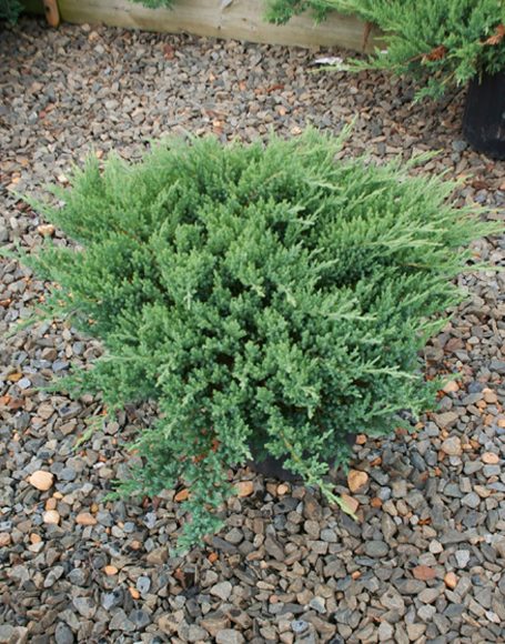 Juniperus Chinensis ‘sargentii Moon Nurseries 7706