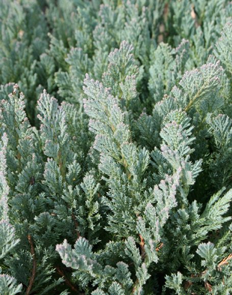 Juniperus horizontalis ‘Blue Chip’ - Moon Nurseries