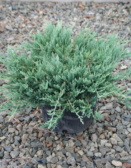 Juniperus Horizontalis ‘bar Harbor Moon Nurseries 1355