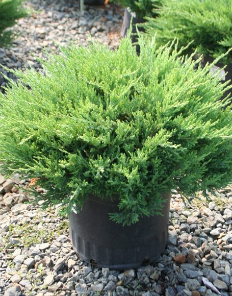 Juniperus horizontalis ‘Plumosa Compacta Youngstown’ - Moon Nurseries