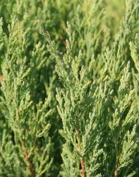 Juniperus horizontalis ‘Plumosa Compacta Youngstown’ - Moon Nurseries