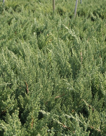 Juniperus squamata ‘Parsonii’ - Moon Nurseries