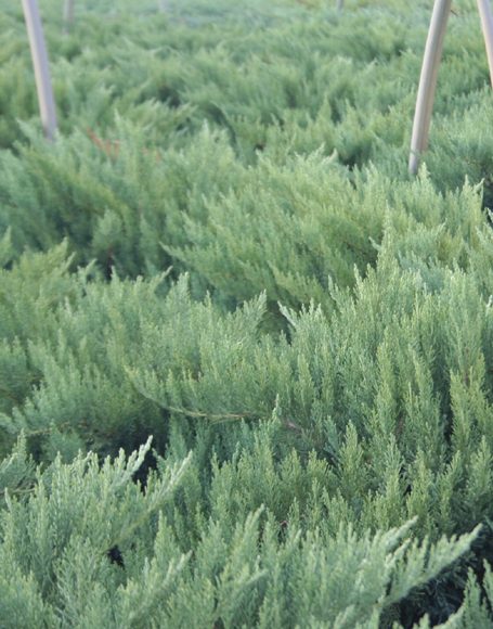 Juniperus sabina var. tamariscifolia ‘New Blue’ - Moon Nurseries