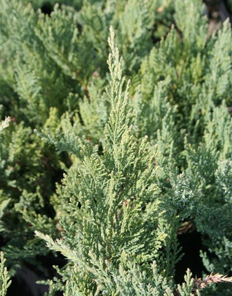 Juniperus sabina var. tamariscifolia ‘New Blue’ - Moon Nurseries