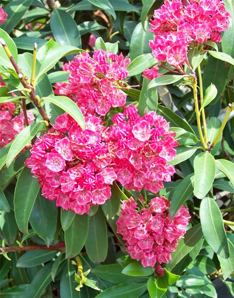 Kalmia latifolia ‘Olympic Fire’ - Moon Nurseries