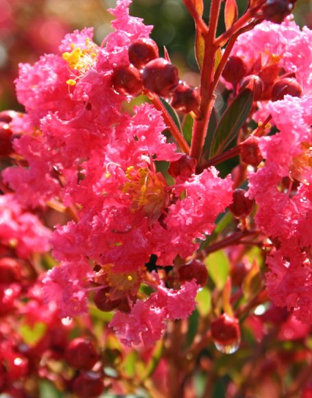 Lagerstroemia indica ‘Gamad II’ - Moon Nurseries