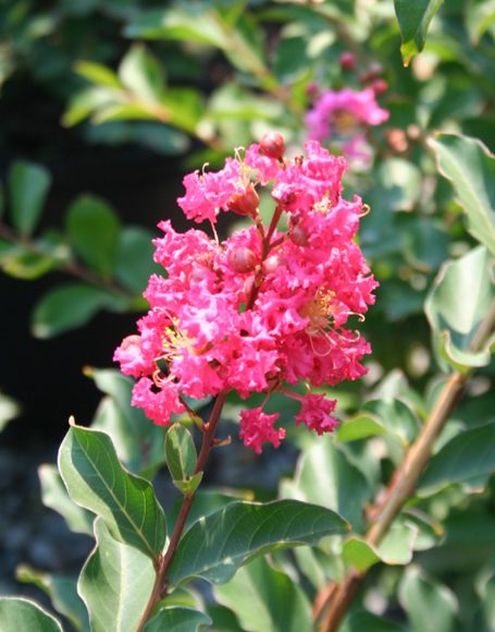 Lagerstroemia indica x fauriei ‘Tuscarora’ - Moon Nurseries