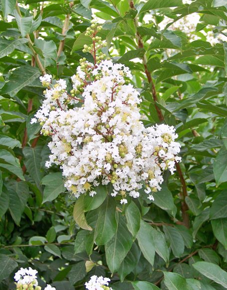 Lagerstroemia indica x fauriei ‘Natchez’ - Moon Nurseries