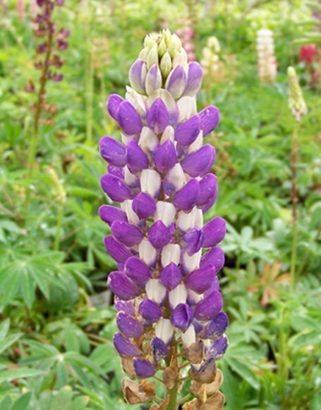 Lupinus ‘Popsicle Blue’ - Moon Nurseries