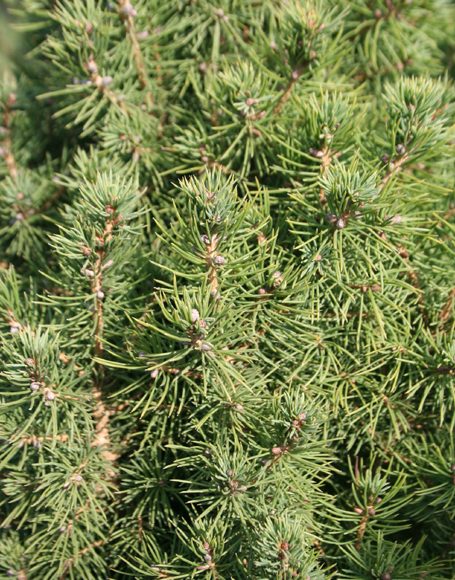 Picea glauca ‘Conica’ - Moon Nurseries