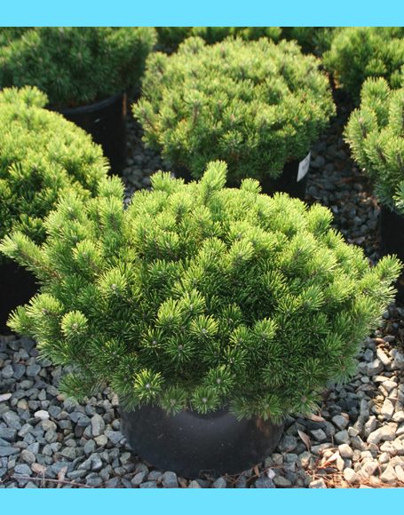 Pinus mugo pumilio фото